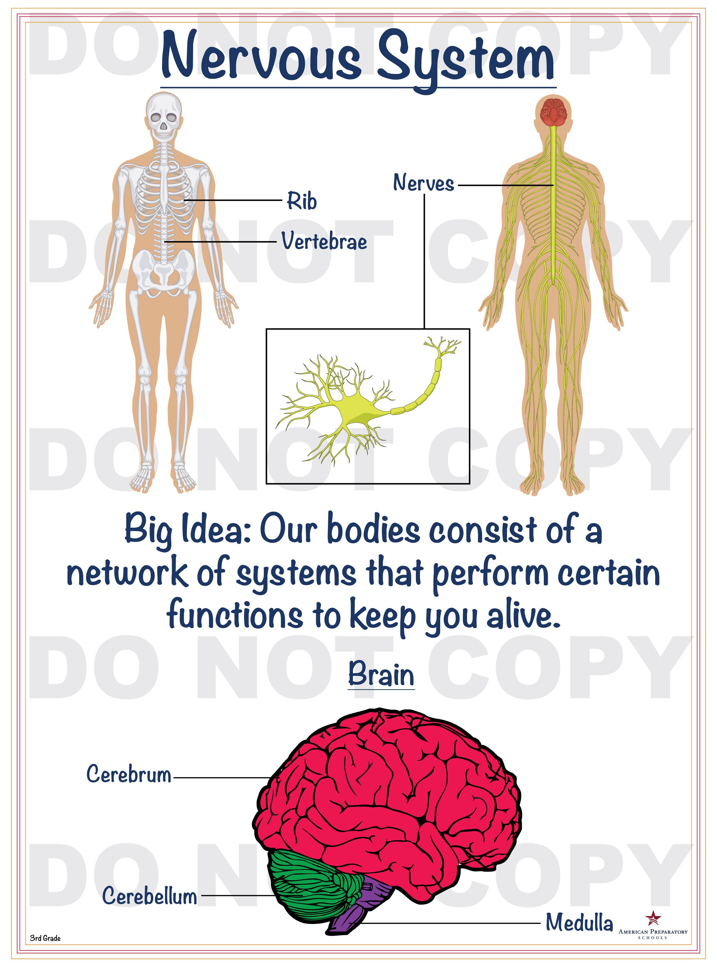 Nervous System – 3rd Grade