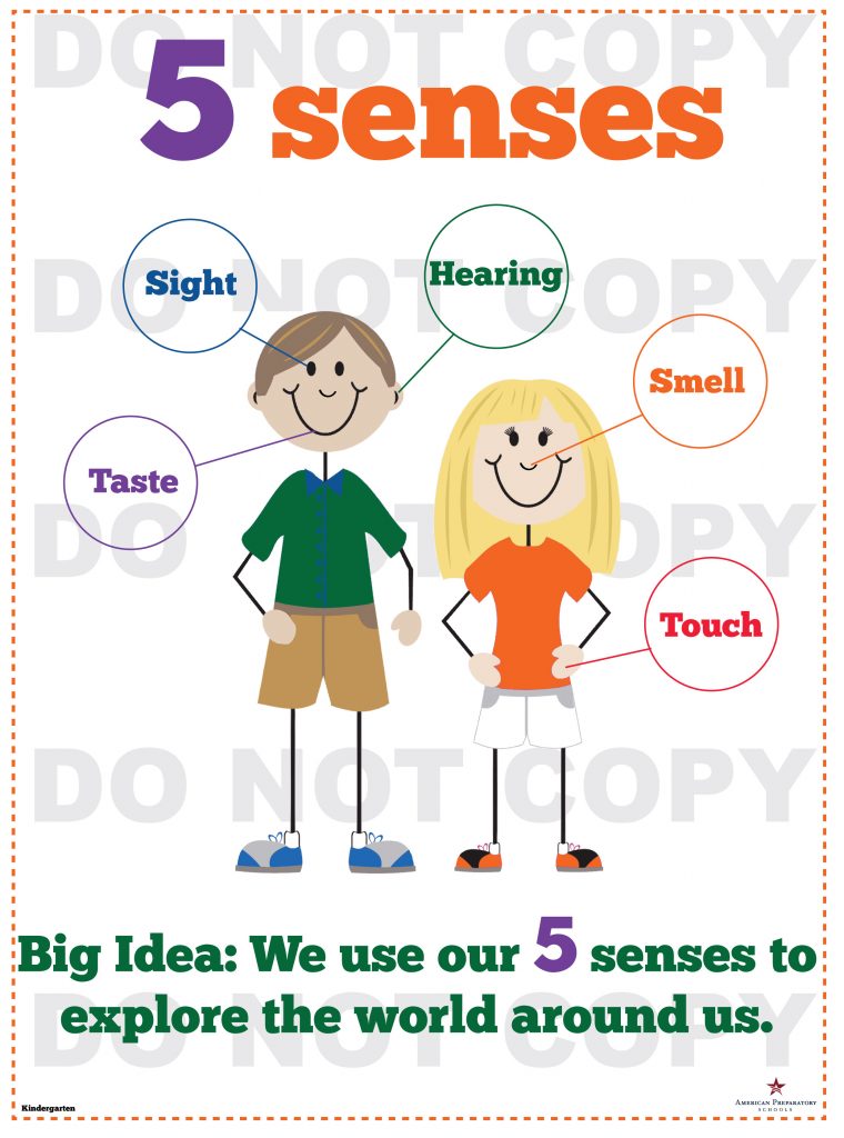 Five Senses - Kindergarten - American Preparatory Schools