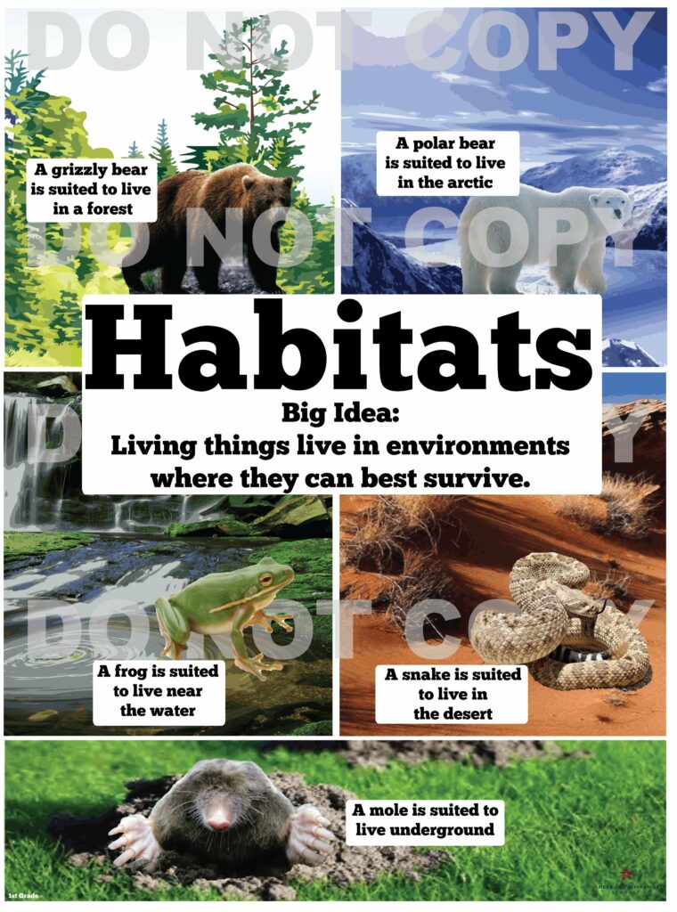 Habitats 1st Grade American Preparatory Schools