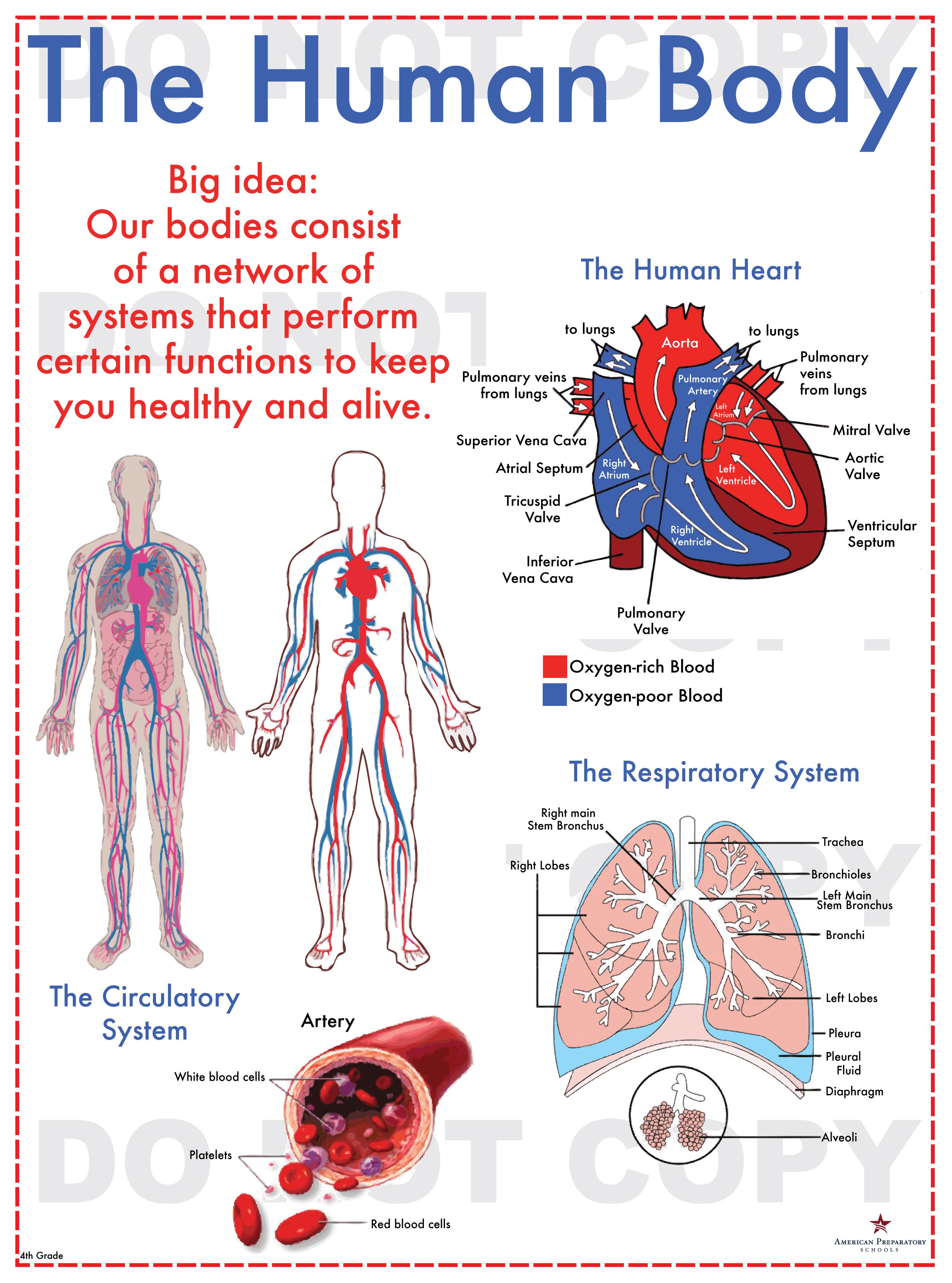 3rd Grade Health Worksheets