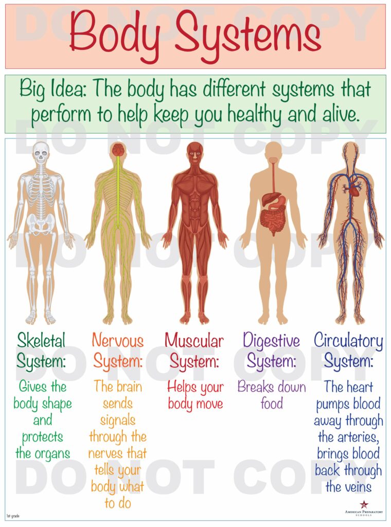 Body Systems 1st Grade American Preparatory Schools