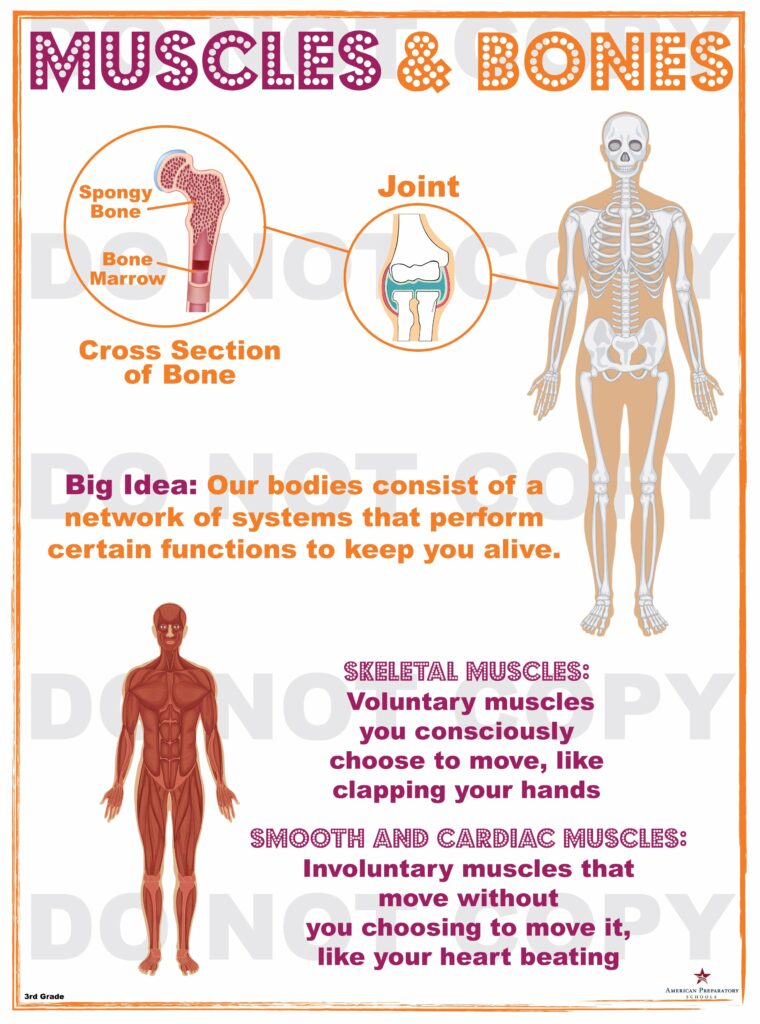 Muscles and Bones - 3rd Grade - American Preparatory Schools